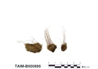 藏品(叢生真苔)的圖片